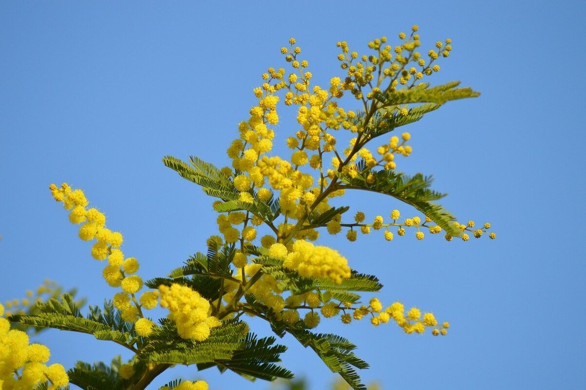 coltivare albero di mimosa