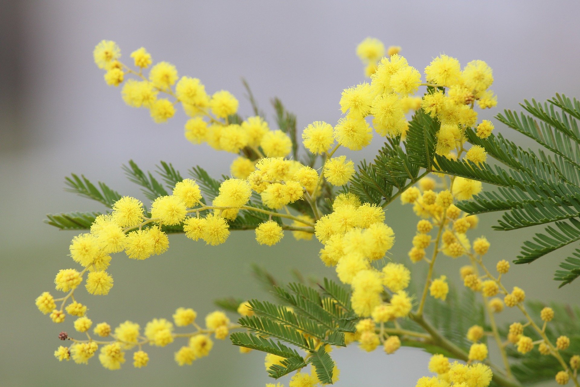 coltivare albero di mimosa