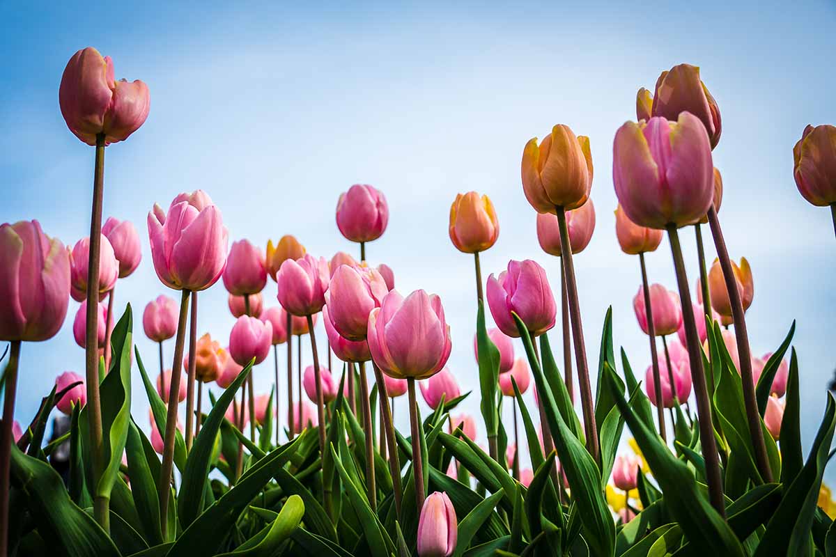 Coltivare tulipani in casa: estetica e armonia