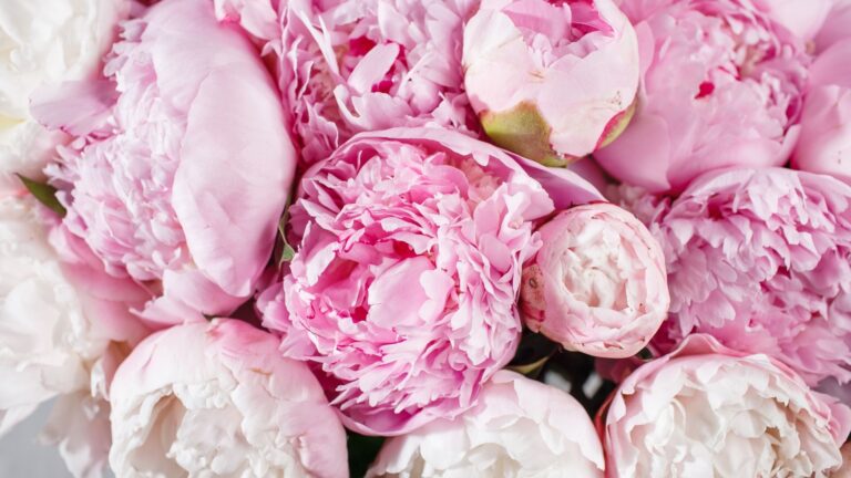 Peonia, colora di rosa la tua casa: ecco come coltivarla