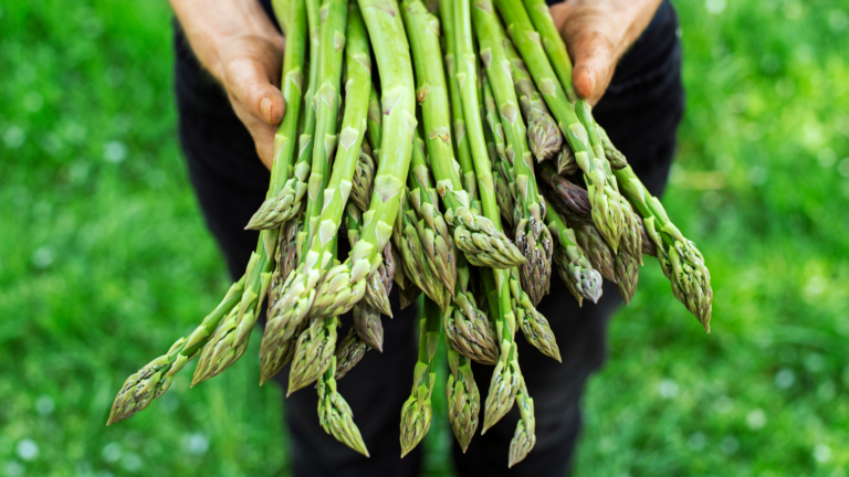 Gli asparagi fanno dimagrire? Tutti i benefici