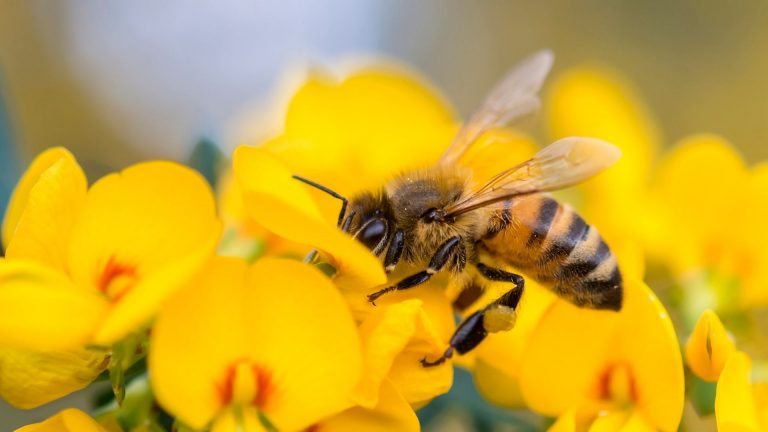 Le api: dichiarate gli esseri viventi più importanti del Pianeta