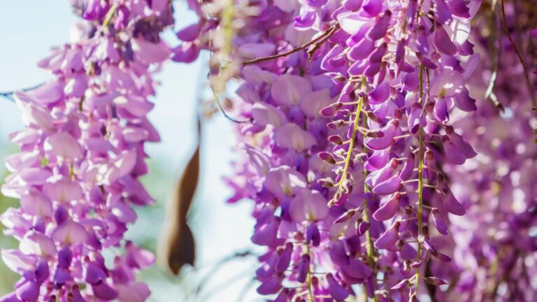 Coltivare il Glicine per arredare il giardino