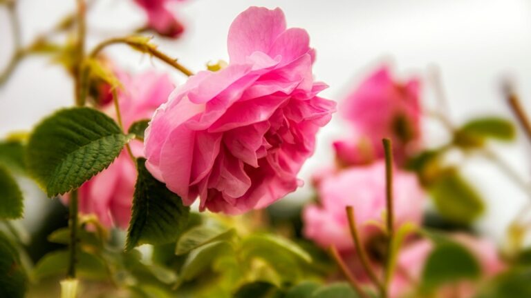 ecco come coltivare la rosa