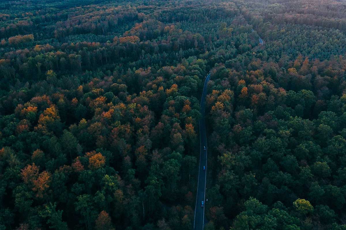 Visitare la foresta nera delle fiabe dei fratelli Grimm: tra natura e mistero