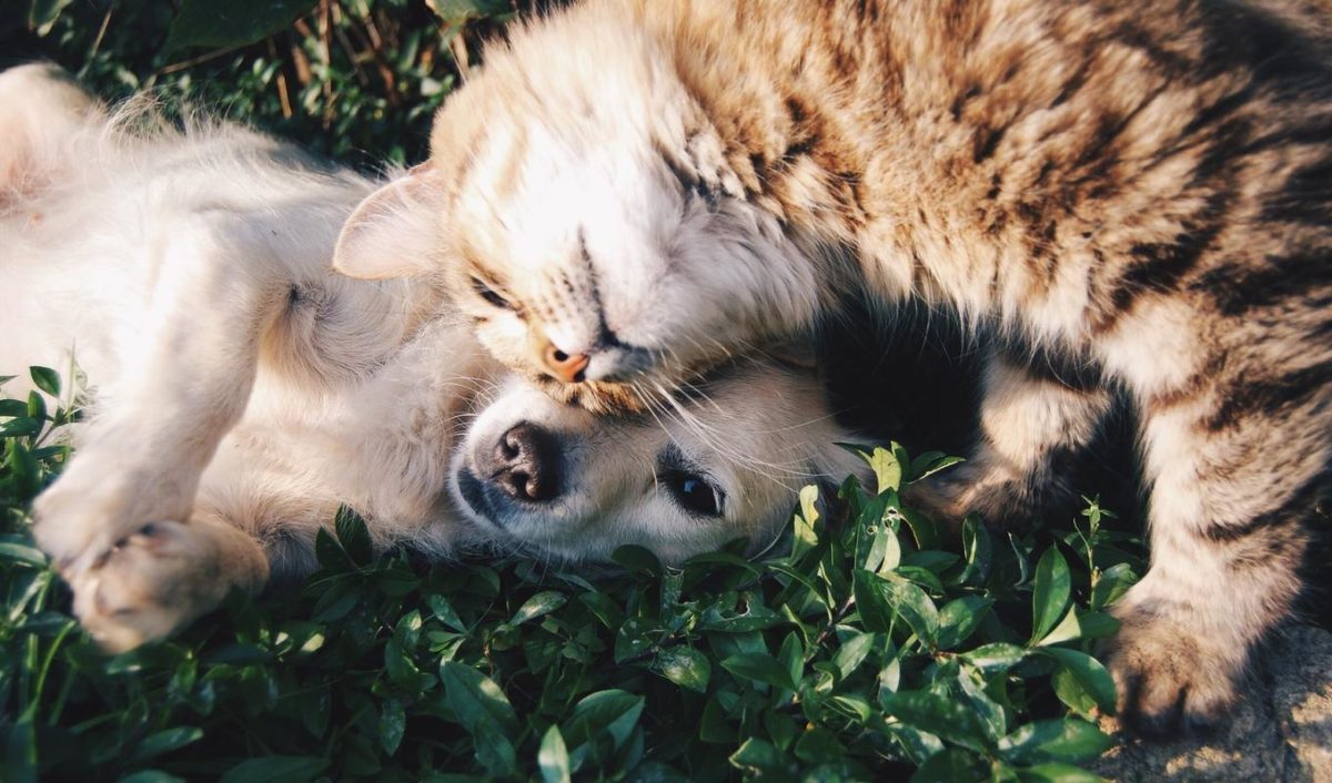 cani e gatti migliorano sistema immunitario