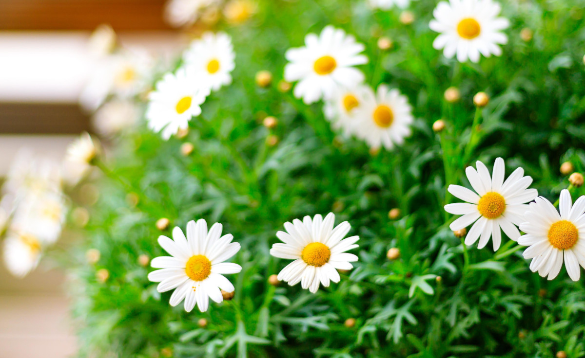 Lavori in giardino nel mese di maggio