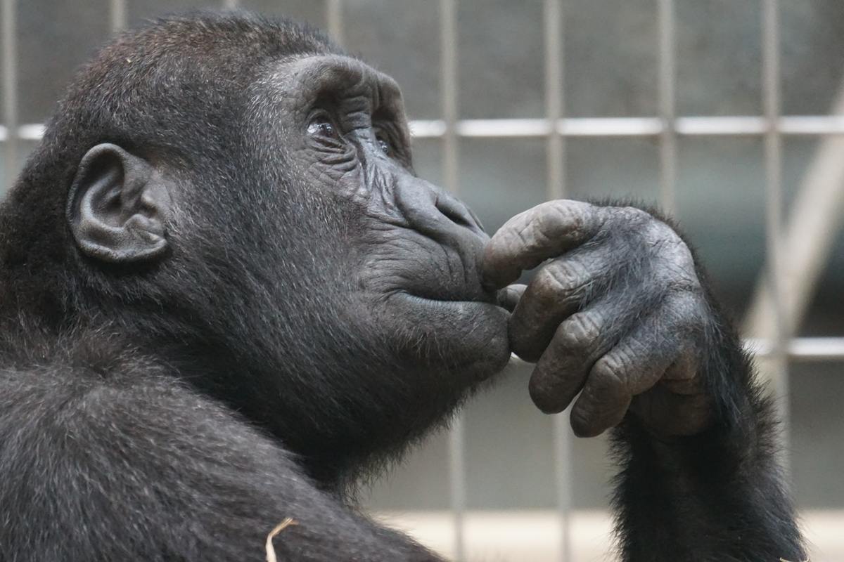 Quali sono gli animali più intelligenti del mondo Habitante