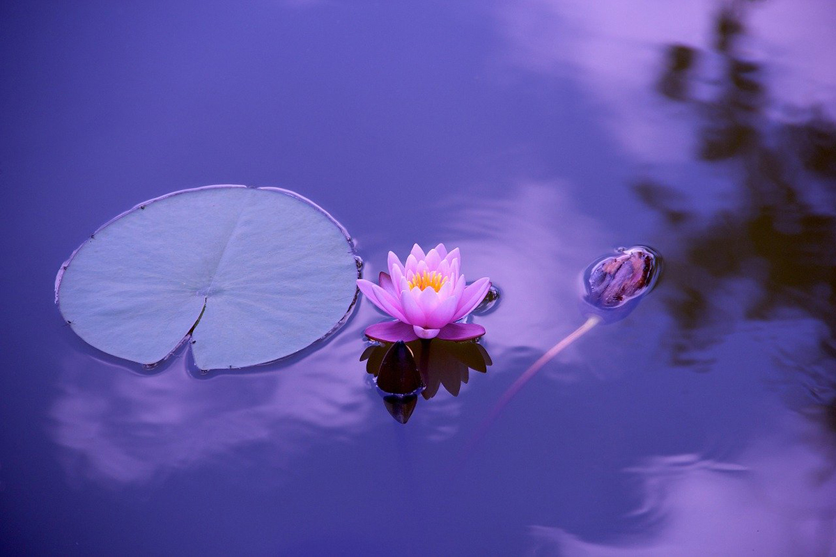 fiore di loto viola