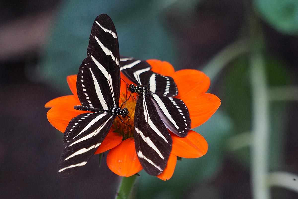 Le farfalle più belle che esistono al mondo