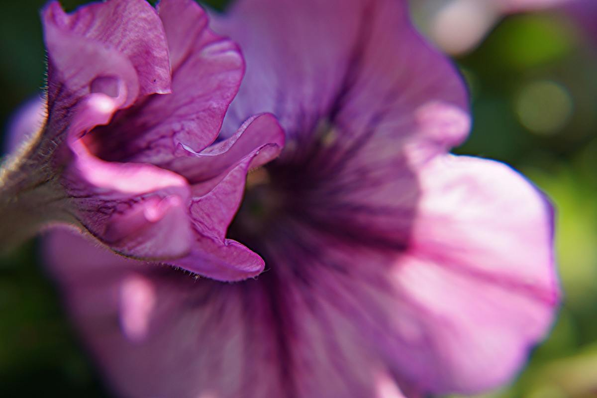 malva tutte le proprietà