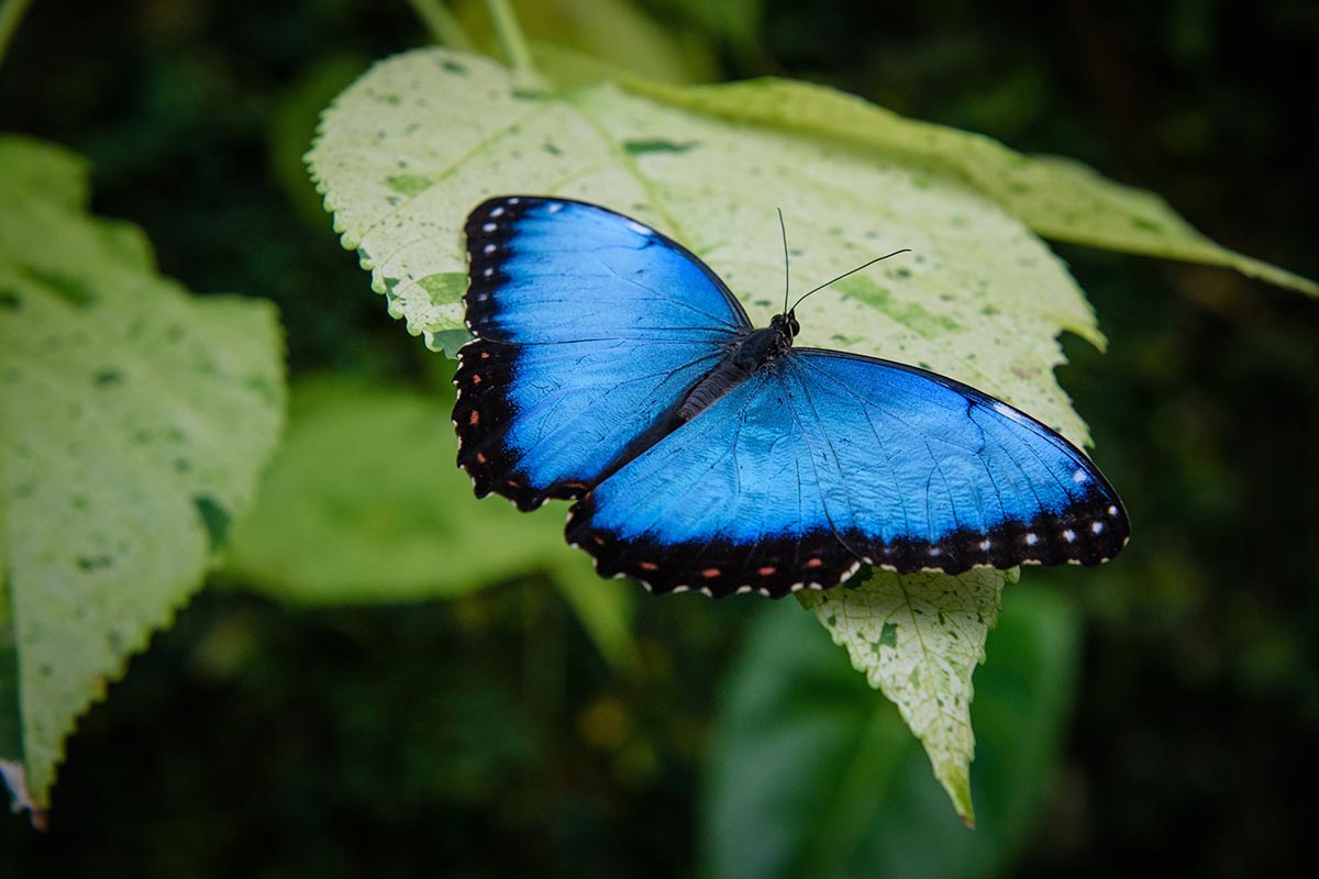 Le farfalle più belle che esistono al mondo