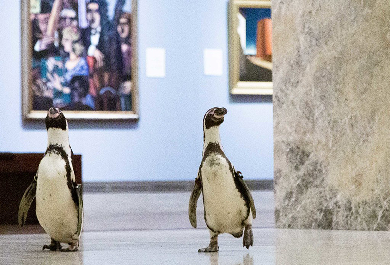 Tre pinguini in visita al Museo Nelson-Atkins di Kansas City
