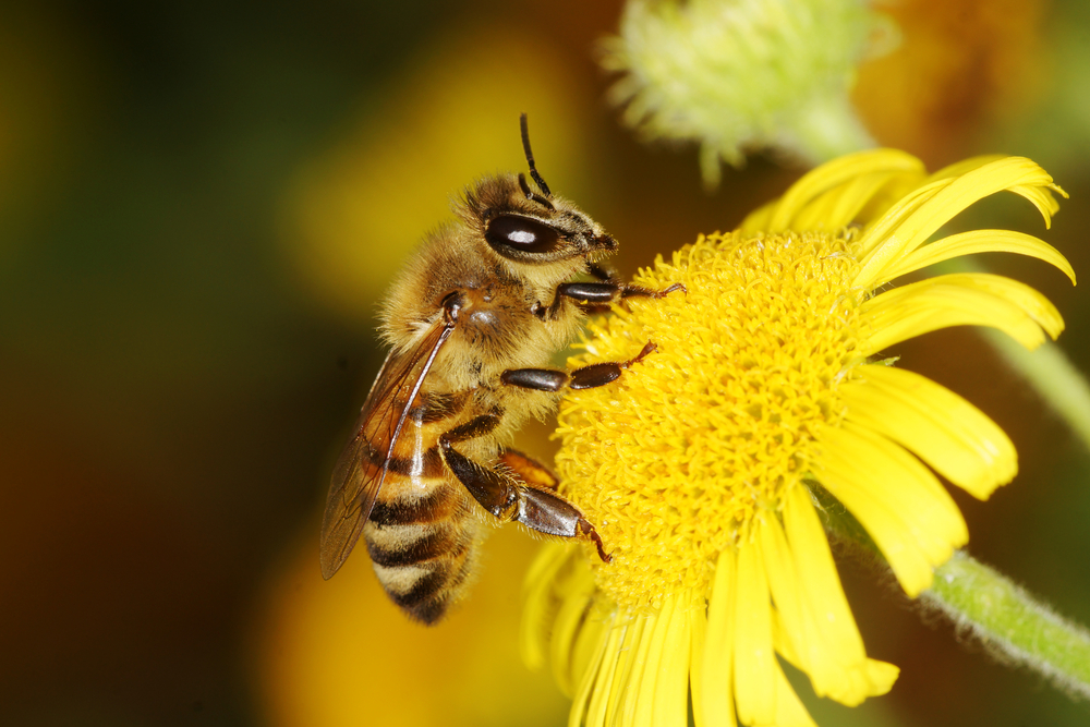10 azioni per salvare le api