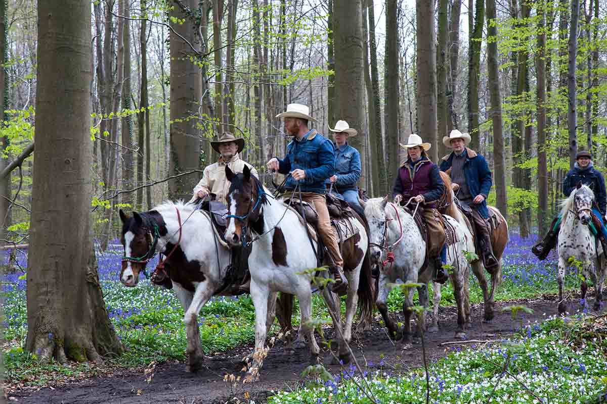 La foresta blu di Hallerbos in Belgio, tra natura e magia