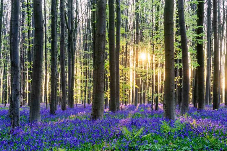 La foresta blu di Hallerbos in Belgio, tra natura e magia
