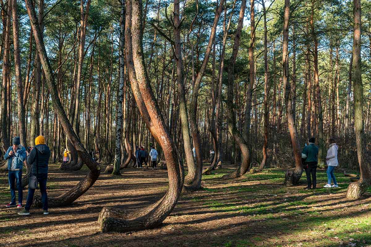 La misteriosa foresta con alberi arcuati in Polonia