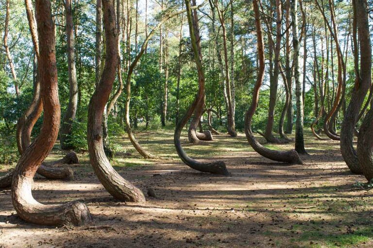 La misteriosa foresta con alberi arcuati in Polonia
