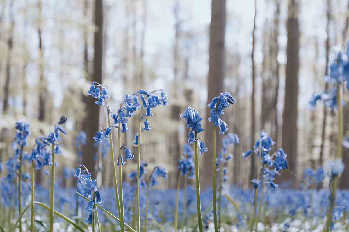 La foresta blu di Hallerbos in Belgio, tra natura e magia