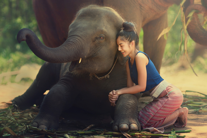 Elefante