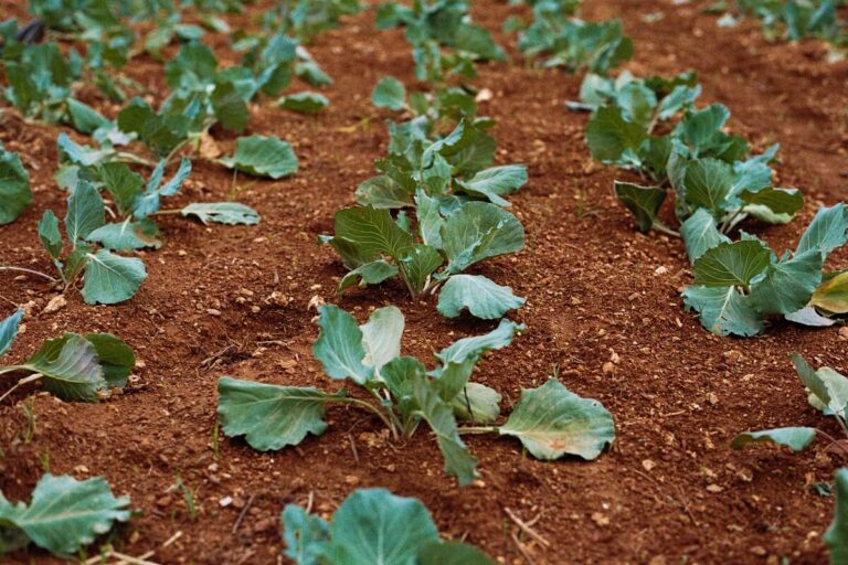 agricoltura innovativa