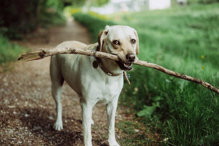 animali