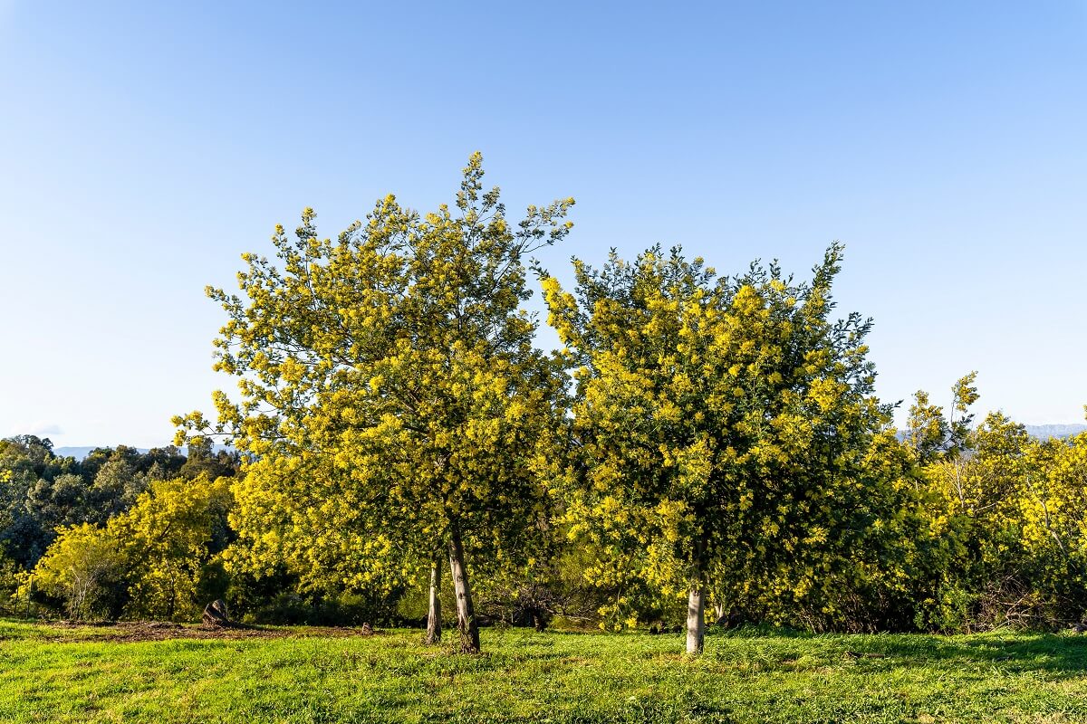 piantare alberi treedom