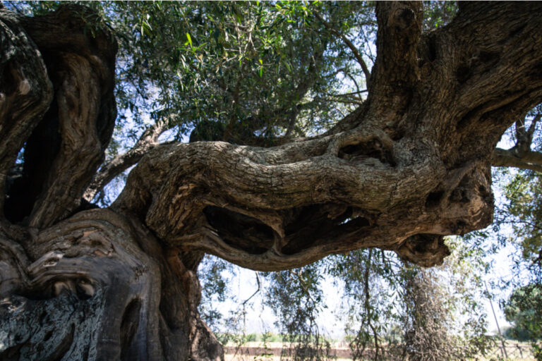 alberi longevi