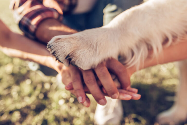 Giornata Mondiale del cane: un'occasione per celebrare il nostro amico a quattro zampe