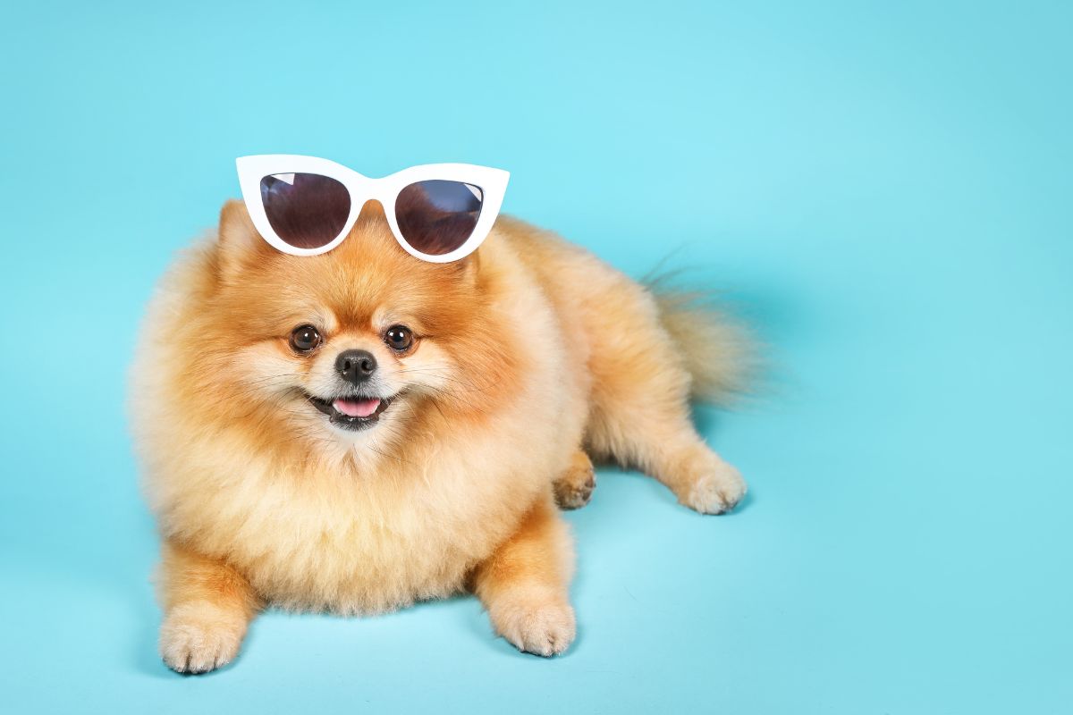 Giornata Mondiale del Cane