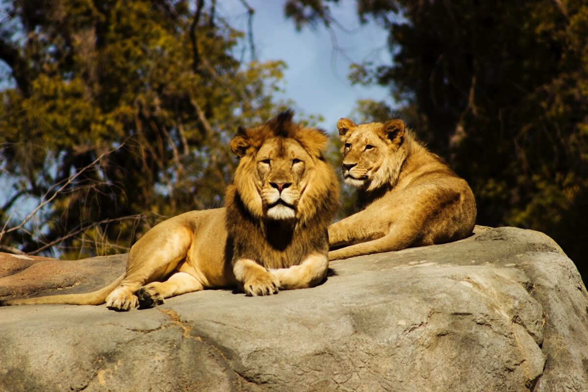 zoo safari sud italia