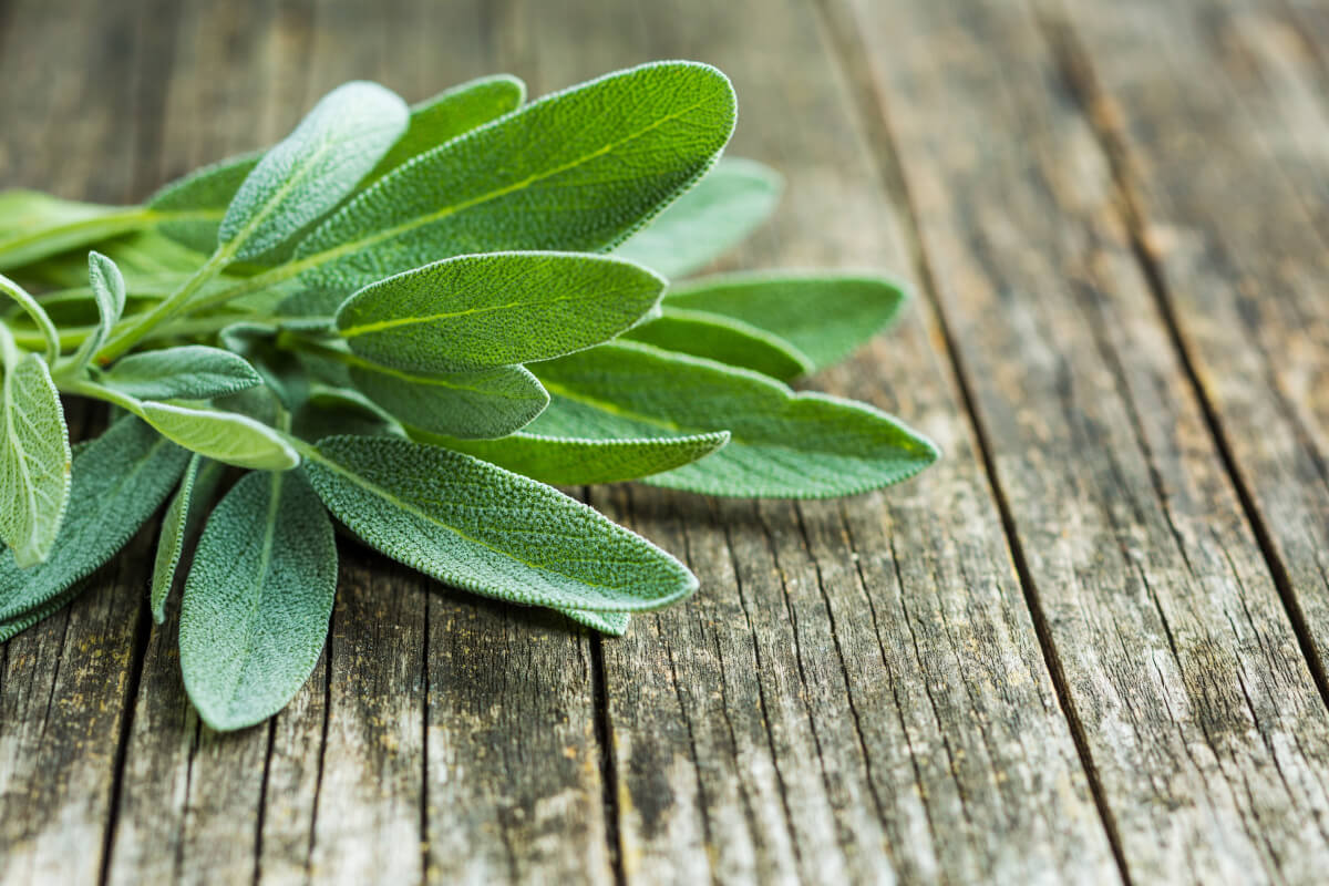 10 benefici della salvia