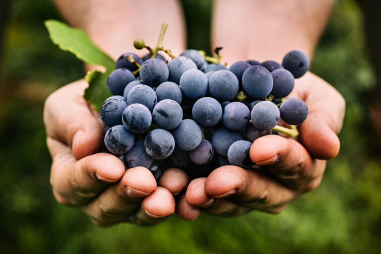 5 benefici dell’uva