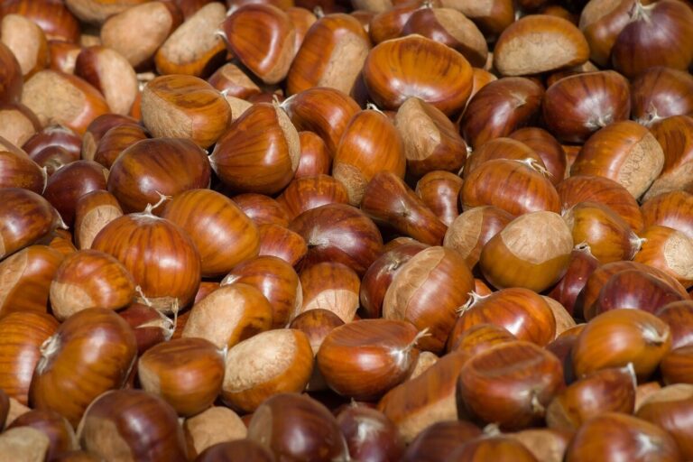 Dove raccogliere le castagne