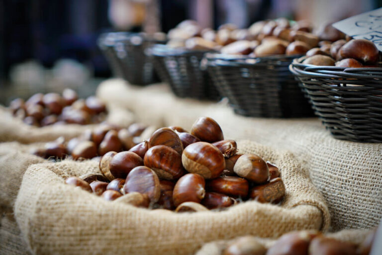 Raccolta delle castagne in Piemonte: dove andare?