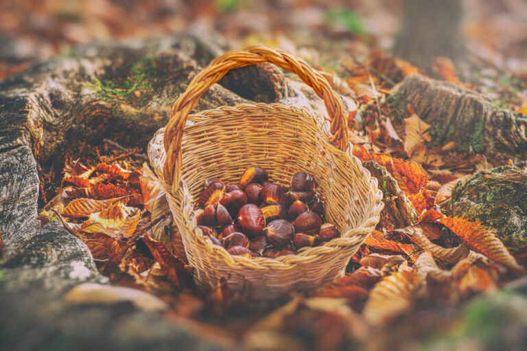 Raccolta delle castagne in Basilicata: dove andare?