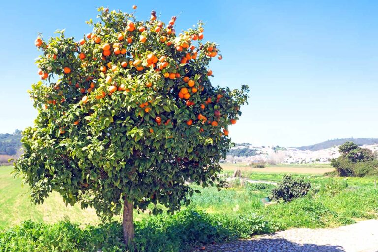 treedom adottare alberi