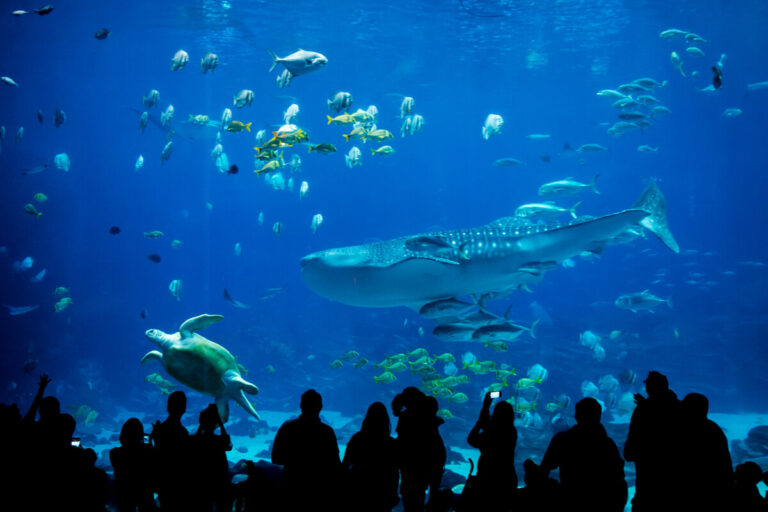 reperti archeologici all'acquario