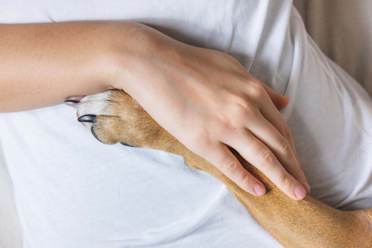 pet therapy