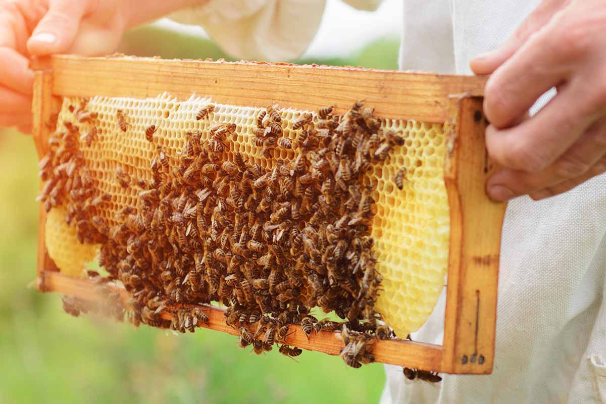 3bee tecnologia per le api 