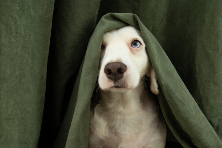Botti di Capodanno e animali cosa fare