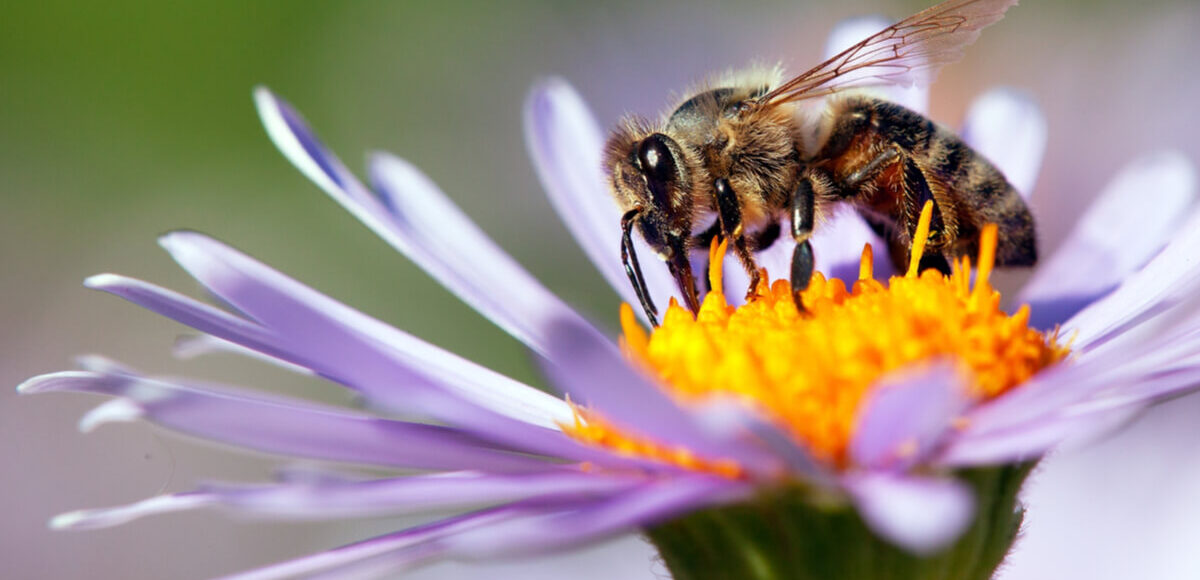 Le api vigilano sull'ambiente idee rinnovabili