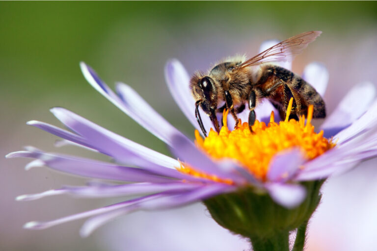 Le api vigilano sull'ambiente idee rinnovabili