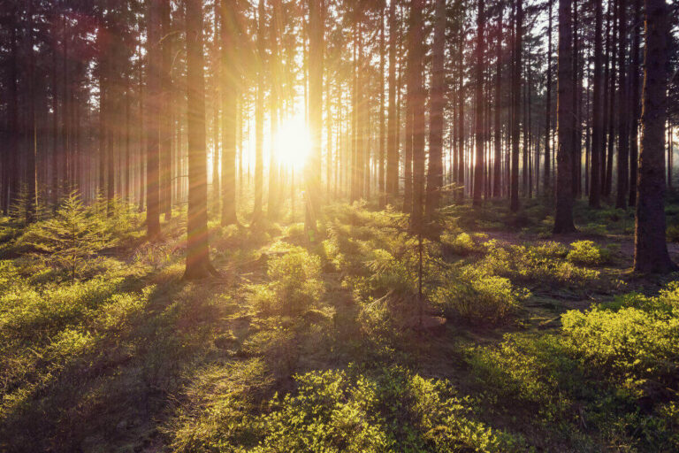 le foreste Ue possono assorbire il doppio di CO2 sostenibilità ambientale