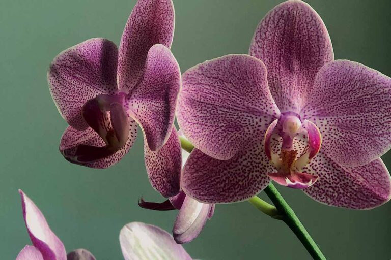 orchidea curarla e mantenerla in fiore