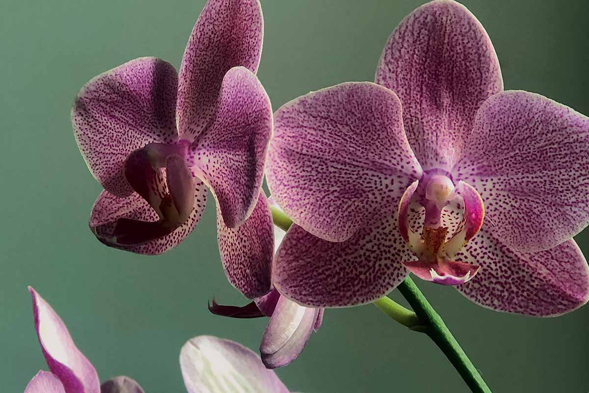 orchidea curarla e mantenerla in fiore