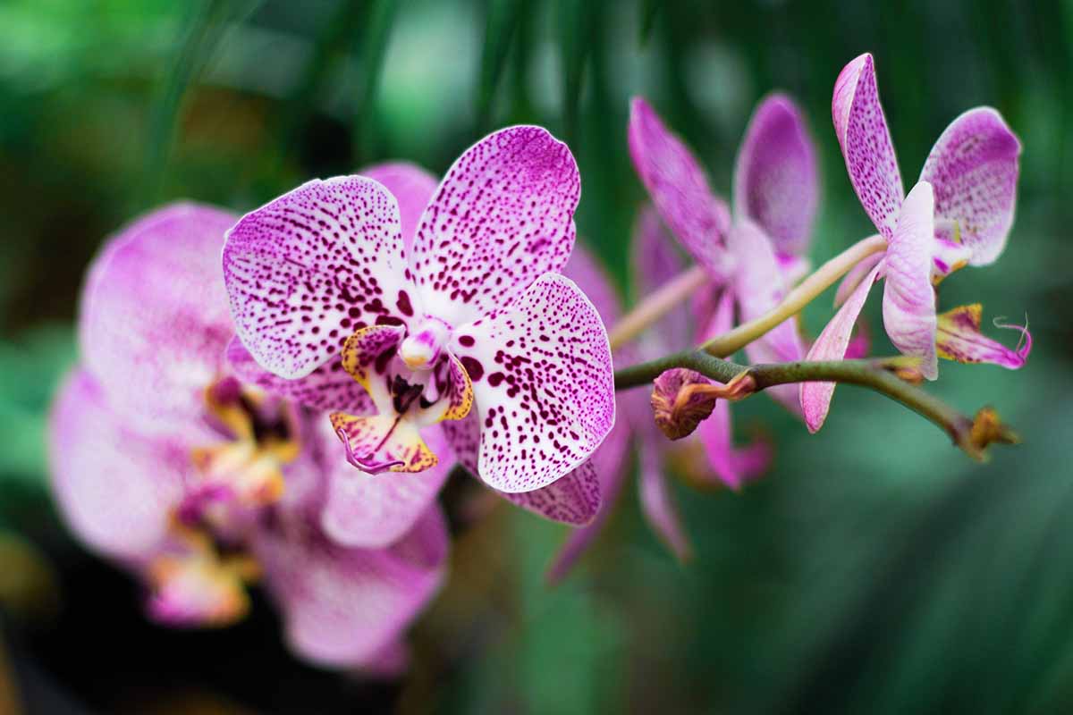 orchidea curarla e mantenerla in fiore