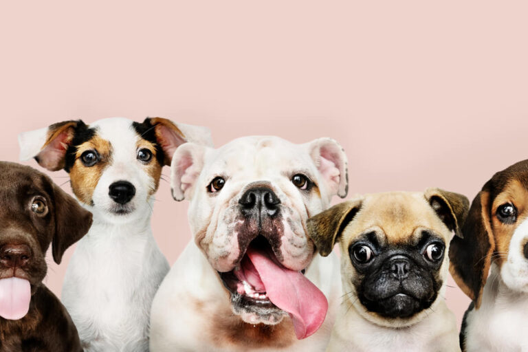 la scelta del cane giusto