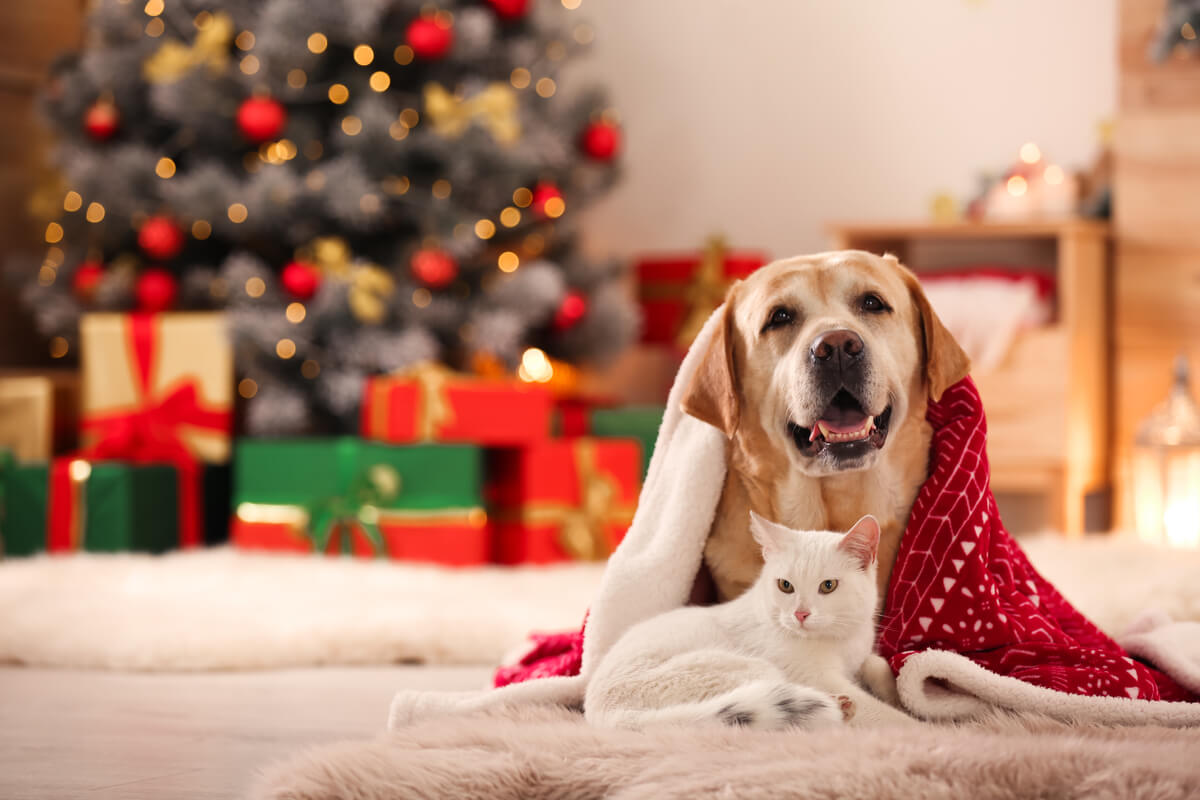 come affrontare la notte di capodanno con i nostri cani e gatti