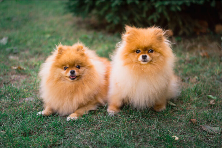 portare fuori il cane quanto spesso